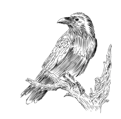 Raven