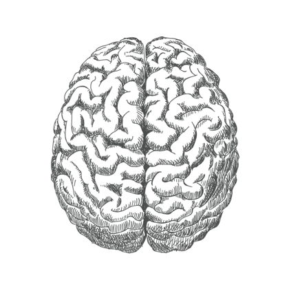Brain